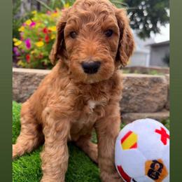 Pelé - Boy 5 (purple collar) - Red  male Goldendoodle puppy in Auburn, Indiana from Cooper’s Doodles