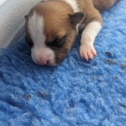 American Staffordshire Terrier Puppies from Buckeye Amstaffs