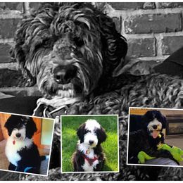 Sheepadoodle Puppies from Sydney Schneider