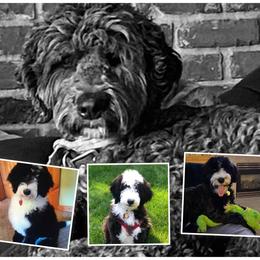Sheepadoodle Puppies from Sydney Schneider