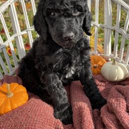 Poodle Puppies from Wilks Pups
