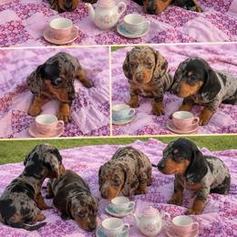Dachshund puppies from Dixieland Dachshunds of Tennessee