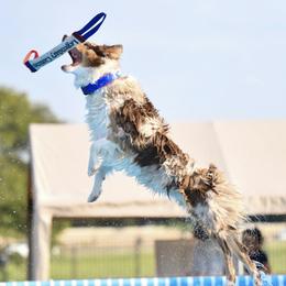 Tatum Rae - Australian Shepherd