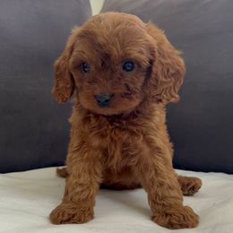 Simon - Red male Cavapoo puppy in El Sobrante, California from Mckendra's Legacy