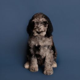 Bernedoodle and Goldendoodle Puppies from Beach Creek Kennel