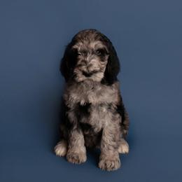 Bernedoodle and Goldendoodle Puppies from Beach Creek Kennel