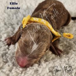 Ellie - Red  female Goldendoodle puppy in Peyton, Colorado from Grace N Faith Doodles