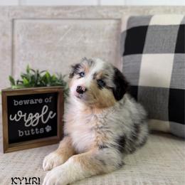 Kyuri - Blue merle male Australian Shepherd puppy in Jonesborough, Tennessee from Lotus Australian Shepherds