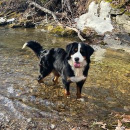 Bernese Mountain Dogs from Farmdale Bernese Mountain Dogs