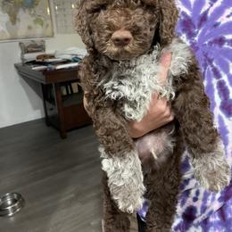 Lagotto Romagnolo Puppies from Agapē Lagotto Romagnolo