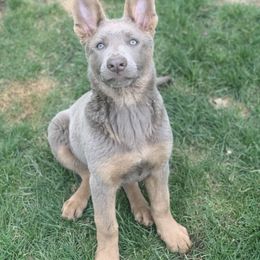 German Shepherd Puppies from Dream Works German Shepherds