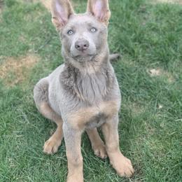 German Shepherd Puppies from Dream Works German Shepherds