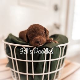 Poodle Puppies from Bell’s Poodles