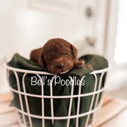 Poodle Puppies from Bell’s Poodles