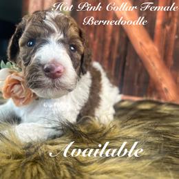 Bernedoodle and Goldendoodle Puppies from Adirondack Poodles Goldendoodles,Bernedoodles & Schnoodles