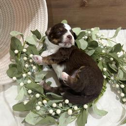 Boy 4 - male Aussiedoodle puppy in Rainbow City, Alabama from Creek Bend Farm