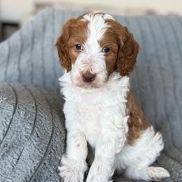 Paisley - Parti female Goldendoodle puppy in Maricopa, Arizona from AZ Designer Goldendoodles