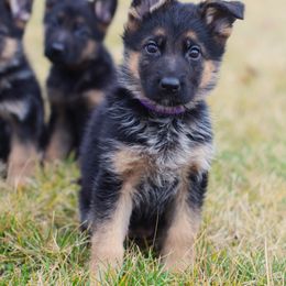 German Shepherd Puppies from Vom Musselman