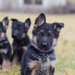 German Shepherd Puppies from Vom Musselman