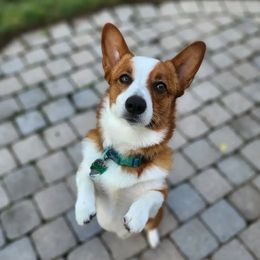 Mako - Pembroke Welsh Corgi