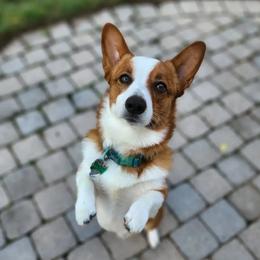 Mako - Pembroke Welsh Corgi