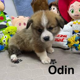 Odin - Sable male Pembroke Welsh Corgi puppy in Apison, Tennessee from Ashmore Corgis