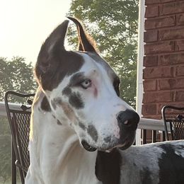 Calypso - Great Dane