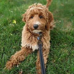 Aussiedoodle and Irish Doodle All Grown Up from Schooley Doodles