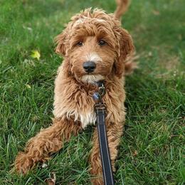 Aussiedoodle and Irish Doodle All Grown Up from Schooley Doodles