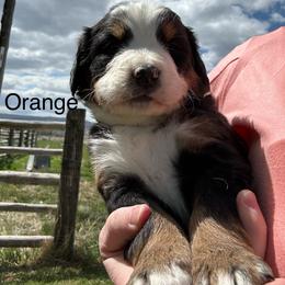 Reserve male puppy - Black rust and white male Bernese Mountain Dog puppy in Oakley, Idaho from Purple Sage Puppies Bernese Mountain Dogs