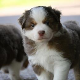 Boy 4 - Red tri-color male Miniature American Shepherd puppy in Robinson, Texas from Stellar Miniature American Shepherds