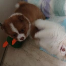 Pomeranian Puppies from Lubasha White