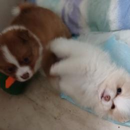 Pomeranian Puppies from Lubasha White