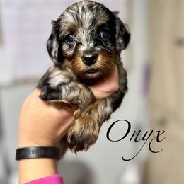 Clarnella - Merle female Cavapoo puppy in Spokane, Washington from Treasured Cavaliers of the Pacific Northwest