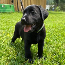 Mint collar - female - Black female Labrador Retriever puppy in Chesapeake, Virginia from Dixie Creek Retrievers