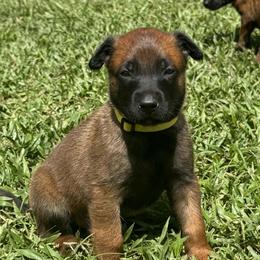 Yellow - Red sable male Belgian Malinois puppy in Highland City, Florida from VonSal Kennels