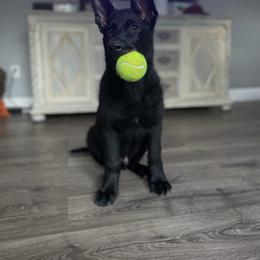German Shepherd Puppies from North Mountain Kennels