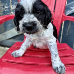 Habanero - Black and white male English Springer Spaniel puppy in Madison, Indiana from McCollough's Pawsome Spaniels and Danny's Delightful Dachshunds