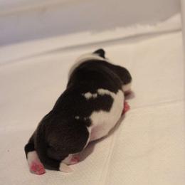 Nomad - Black male American Bully puppy in Jefferson, Ohio from Blue Fury's