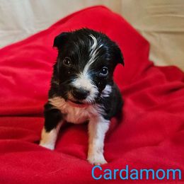Boy 2 - Border Collie puppy from On the Lamb
