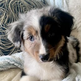 Australian Shepherds from Annie’s Australian Shepherds