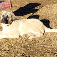 Girl 1 - Anatolian Shepherd Dog puppy in Duffield, Virginia from Ezka Miras Farms