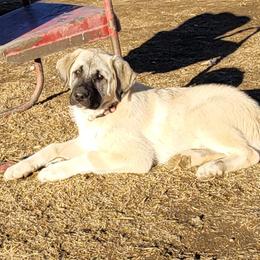 Girl 1 - Anatolian Shepherd Dog puppy in Duffield, Virginia from Ezka Miras Farms
