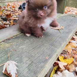 Pomeranian and Shetland Sheepdog Puppies from K&A Little Wonder's