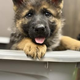 German Shepherd Puppies from Auf der Marquis German Shepherds