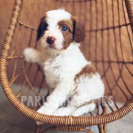 Persephone - Blenheim female Cavapoo puppy in Spring Hill, Florida from Parisian Puppies