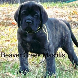 Boy 2 - Brindle male Mastiff puppy in Millport, Alabama from Beaver Creek Mastiffs