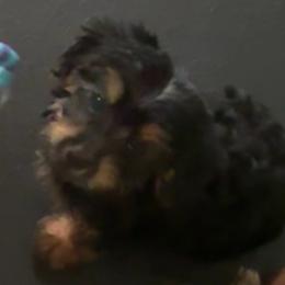 Dark Boy - Black and tan male Yorkipoo puppy in Eden, Maryland from Canines  Unlimited