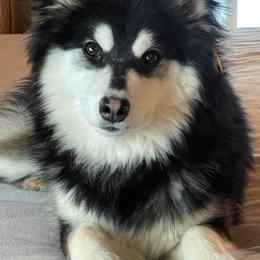 Merlin - Pomsky