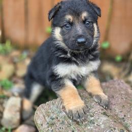 Girl 3 - Black and tan female German Shepherd puppy in Leon, West Virginia from Heart2Heart Kennels